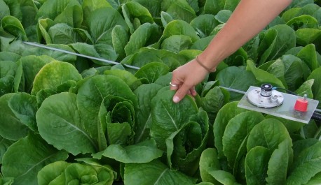 aquaponics